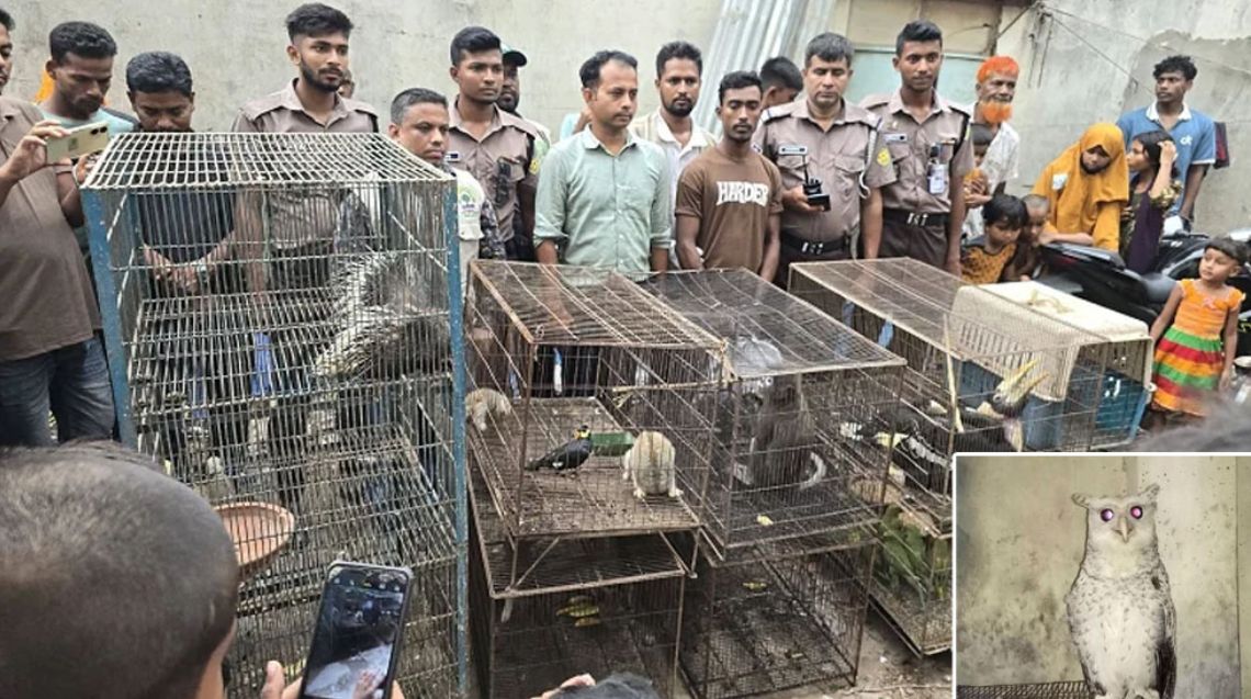 ঢাকা মিরপুরে বিরল প্রজাতির ৪২টি বন্যপ্রাণীসহ শেরপুরের এক যুবক আটক