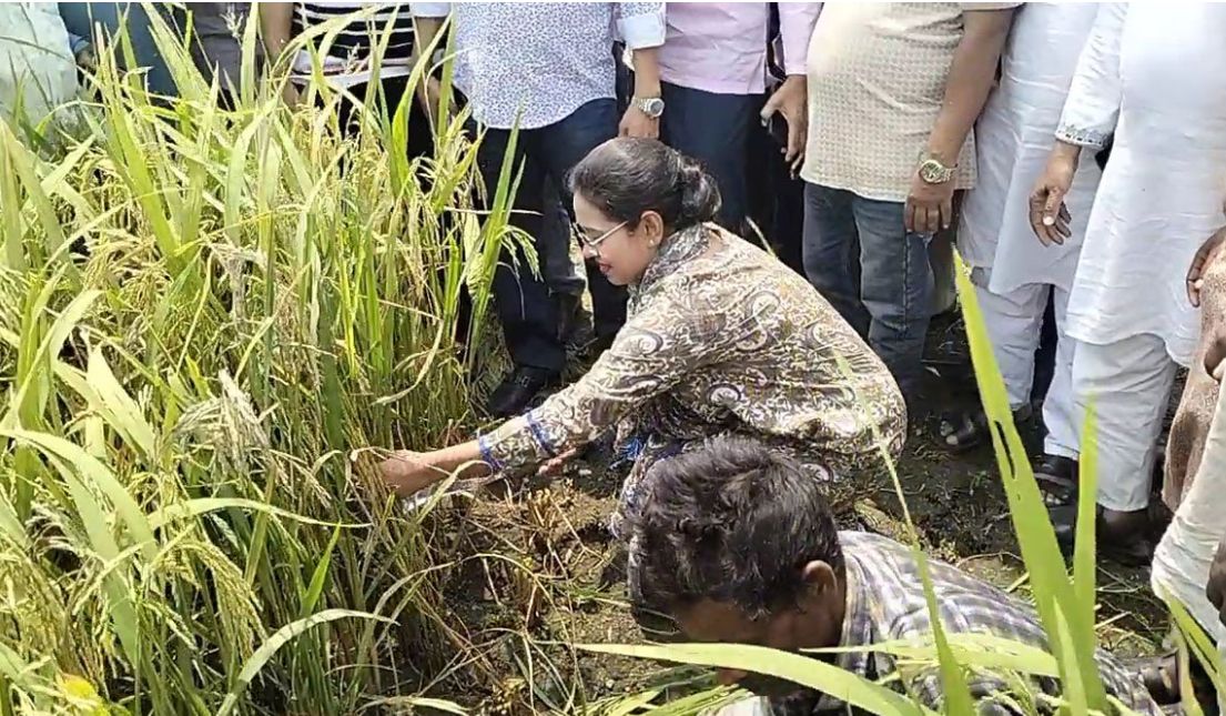 শেরপুরে কৃষকের সাথে ধান কাটলেন সংরক্ষিত আসনের সংসদ এমপি ডাঃ সানসিলা জেবরিন প্রিয়াঙ্কা