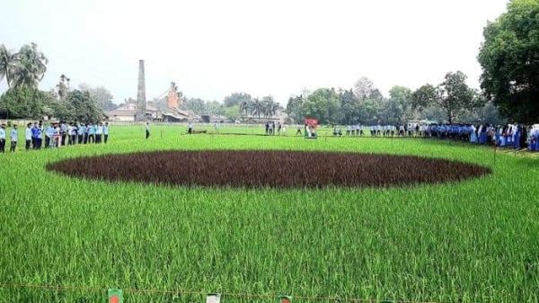 শেরপুরে জাতীয় পতাকার আদলে বোরো ধান খেত তৈরি