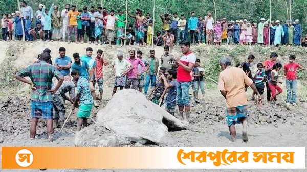 শেরপুরের ঝিনাইগাতী সীমান্তে হাতি মৃত্যুর ঘটনায় বন বিভাগের হত্যা মামলা দায়ের
