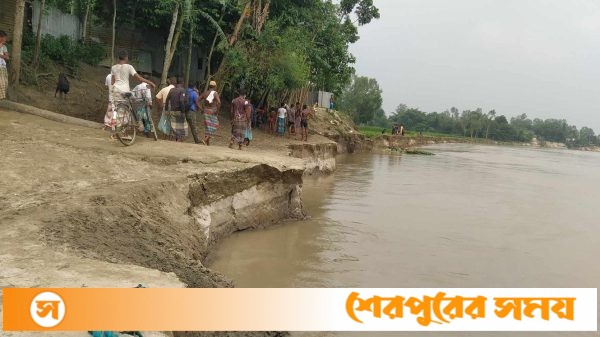 শেরপুরে নদী ভাঙনে ফসলি জমি ও ঘরবাড়ি নদী গর্ভে বিলীন
