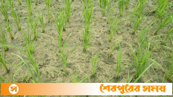 শ্রীবরদী তে আমন ধানের চাষ নিয়ে চরম দুশ্চিতায় কৃষক