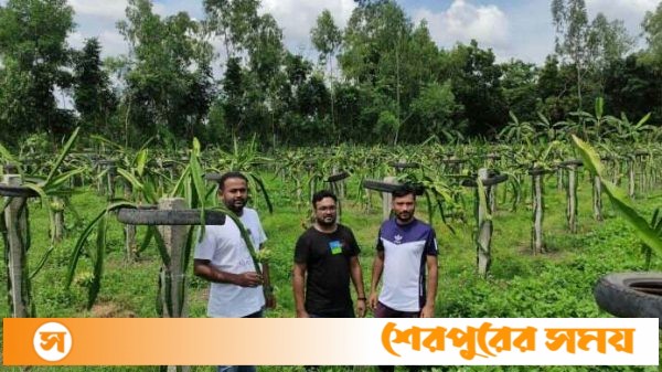 শ্রীবরদীতে ড্রাগনে স্বপ্ন বুনেছেন ছয় তরুণ উদ্যোক্তা!