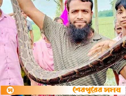 শ্রীবরদীর গারো পাহাড় থেকে ১২ ফুট লম্বা অজগর সাপ উদ্ধার