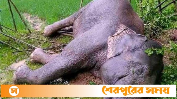 শেরপুরের ঝিনাইগাতীর পাহাড়ে আবারও বন্যহাতীর মরদেহ উদ্ধার