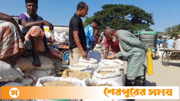 নিয়ামতপুরে ধান বীজের হাট