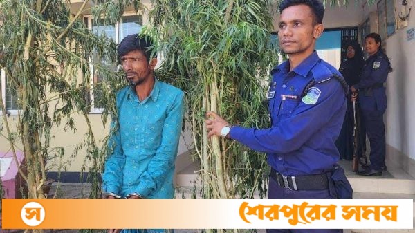 শেরপুরে গাঁজা গাছসহ এক মাদক ব্যবসায়ী গ্রেপ্তার