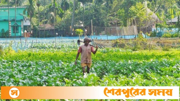 নওগাঁর আত্রাইয়ে শীতকালীন সবজি চাষে ব্যস্ত কৃষক
