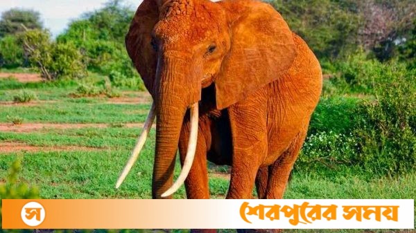 শেরপুরের শ্রীবর্দীতে বন্যহাতি দেখতে গিয়ে এক বৃদ্ধের মৃত্যু