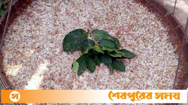 শেরপুরের সীমান্তে ব্যতিক্রমী পিঁপড়ার ডিমের হাট