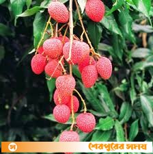 শেরপুরে আগাম জাতের লিচু বাজারে বিক্রি শুরু