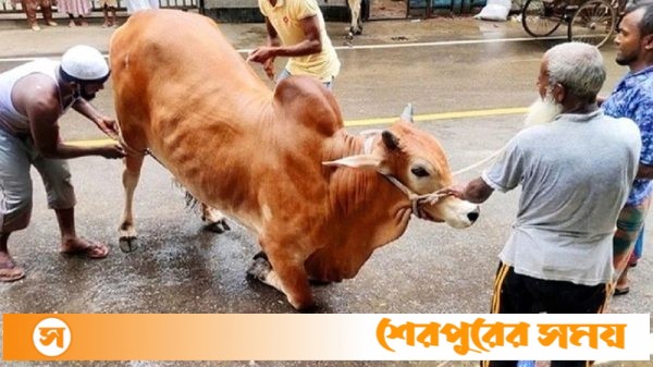 ঈদের দ্বিতীয় দিনেও চলছে পশু কোরবানি