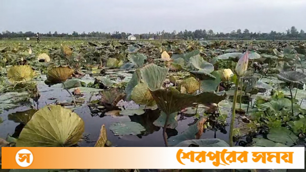 শেরপুরে বৈশা বিলে পদ্ম ফুলের সমাহার