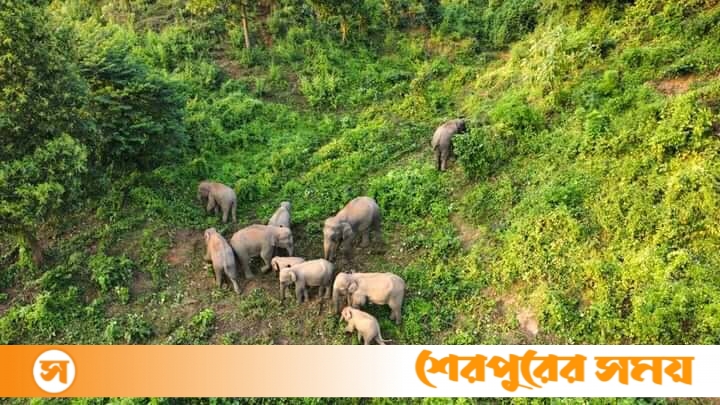 শ্রীবরদী গারো পাহাড়ের মানুষের আতঙ্কের আরেক নাম বন্যহাতি