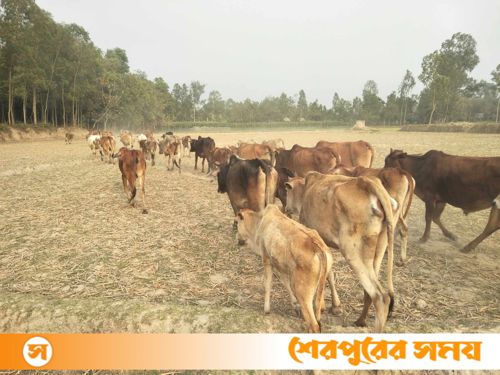 শেরপুরের সীমান্তে বাড়ছে গবাদিপশু লালন পালন