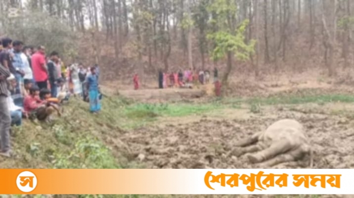 শেরপুরে বিদ্যুতায়িত হয়ে বন্যহাতির মৃত্যু : কৃষক গ্রেফতার