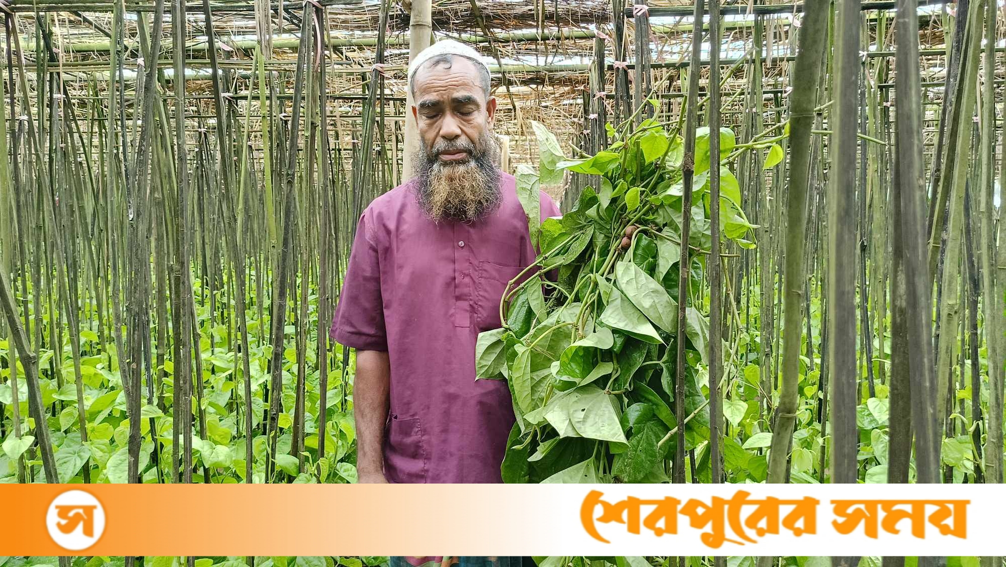 নালিতাবাড়ীতে পান চাষীর স্বপ্নে কুঠারাঘাত, বরজ কেটে দিল দুর্বৃত্তরা