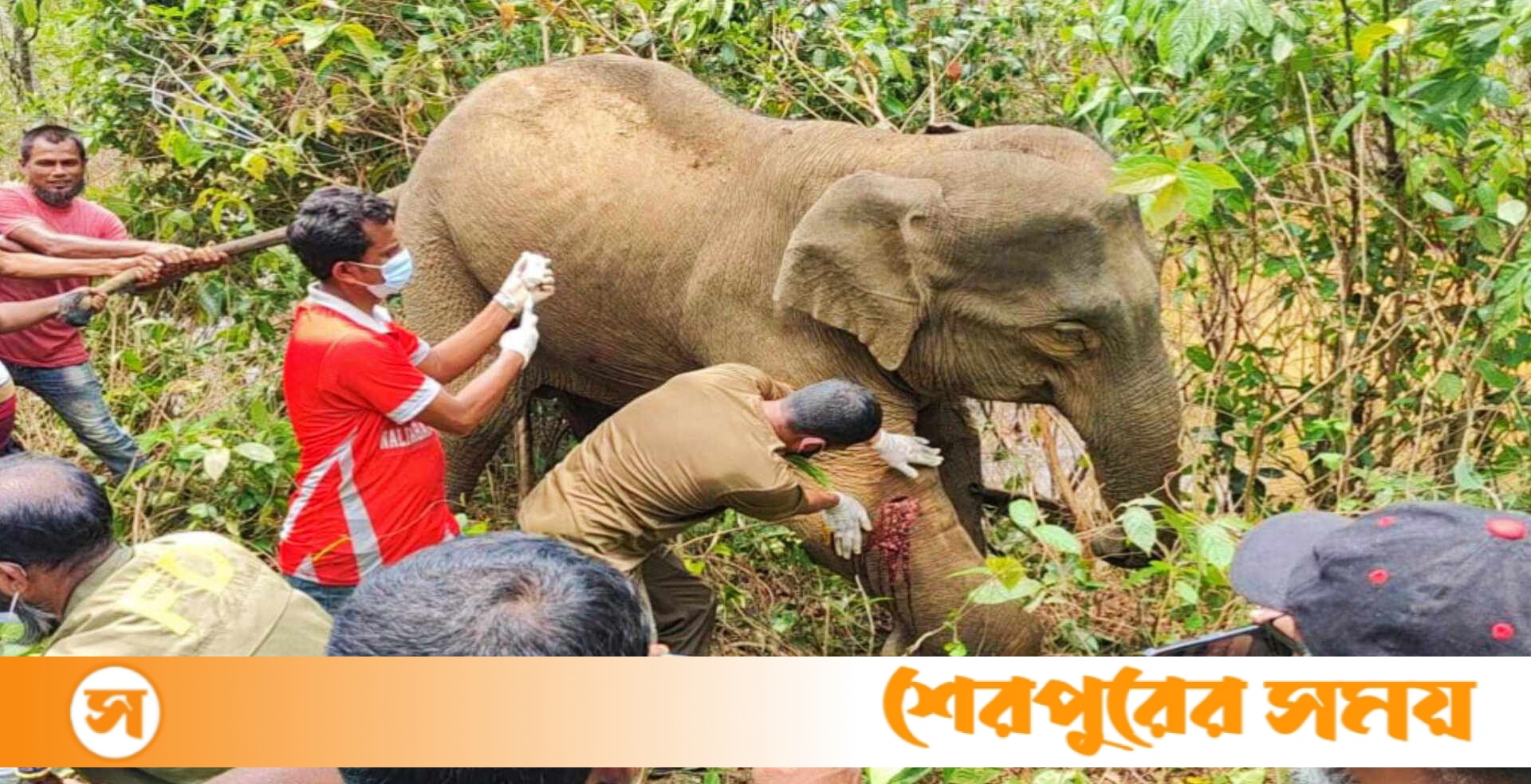 নালিতাবাড়ীর গারো পাহাড়ে অসুস্থ বন্য হাতির পাশে বন বিভাগ