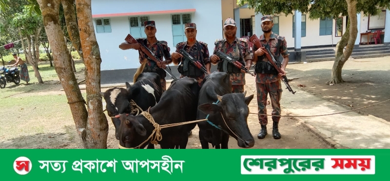 শেরপুরের শ্রীবরদী সীমান্তে বিজিবির অভিযানে ভারতীয় ৩টি গরু আটক
