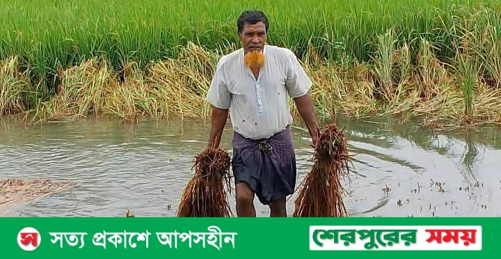 শেরপুরে বৈরী আবহাওয়ায় আমন ধান ক্ষতিগ্রস্ত: কৃষকের কপালে চিন্তার ভাঁজ